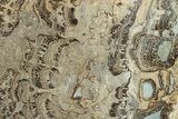 Devonian Stromatolite Slab - Orkney, Scotland #289670-1
